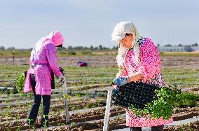 China Agriculture