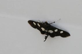 Grape Leaffolder Moth