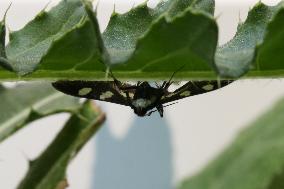 Grape Leaffolder Moth