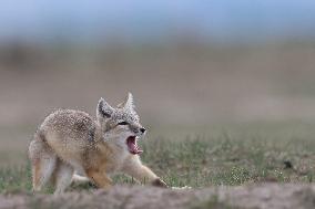 Baby Corsac Fox