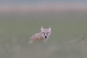 Baby Corsac Fox