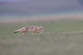 Baby Corsac Fox