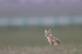 Baby Corsac Fox