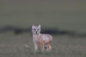 Baby Corsac Fox