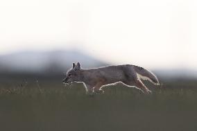 Baby Corsac Fox