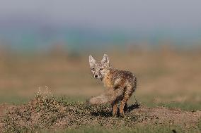 Baby Corsac Fox