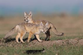 Baby Corsac Fox