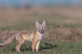 Baby Corsac Fox