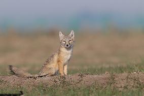 Baby Corsac Fox