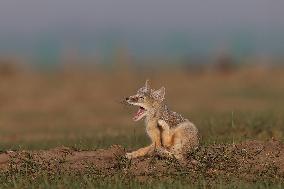 Baby Corsac Fox