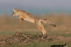 Baby Corsac Fox