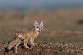 Baby Corsac Fox