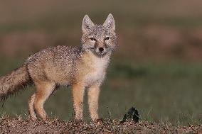 Baby Corsac Fox