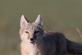 Baby Corsac Fox