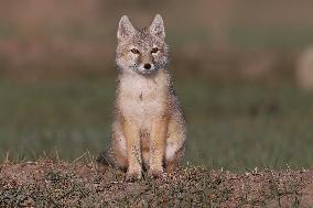 Baby Corsac Fox
