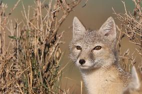Baby Corsac Fox