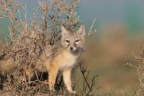 Baby Corsac Fox