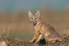 Baby Corsac Fox
