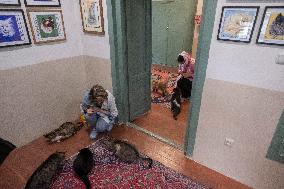 Iran-Meowseum, A Place For Cats