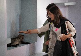 Iran-Meowseum, A Place For Cats