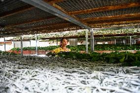 Silkworm Industry