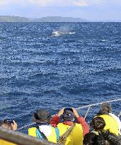 Whale watching tour off southwestern Japan
