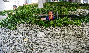 Silkworm Industry