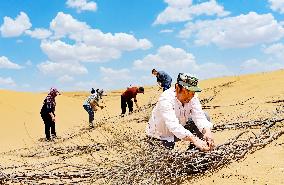 Desert Afforestation In China