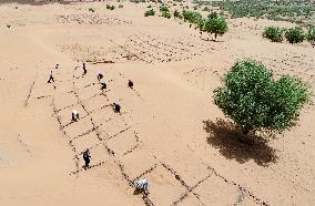 Desert Afforestation In China