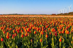 Blossoming Tulip Filed With Wind Turbine Generator In The Backround