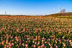 Blossoming Tulip Filed With Wind Turbine Generator In The Backround