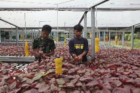 Food Safety Day In Indonesia