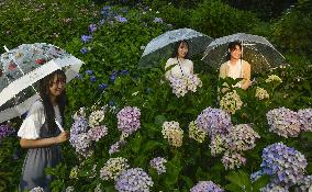 Hydrangea flowers at Kyoto temple