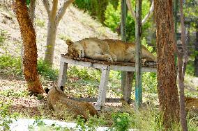 Lions Resting - India