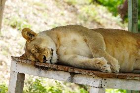Lions Resting - India