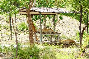 Lions Resting - India