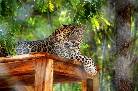 Leopard Resting - India