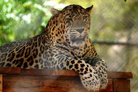 Leopard Resting - India