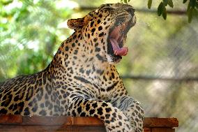 Leopard Resting - India