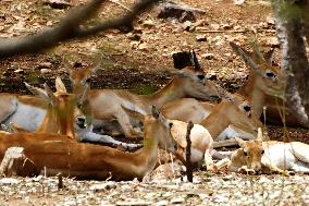 Black Bucks Resting - India