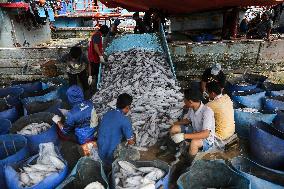 Fish Industry In Indonesia