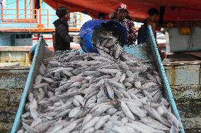 Fish Industry In Indonesia