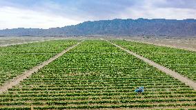 CHINA-NINGXIA-WINE INDUSTRY-AERIAL VIEW (CN)