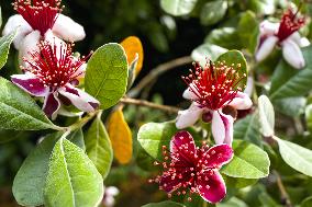 Illustration Guava Flowers