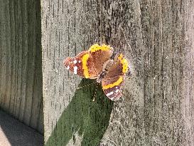 Red Admiral Butterfly