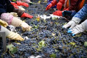 Xinhua Headlines: Burgeoning Chinese wineries wow world's connoisseurs
