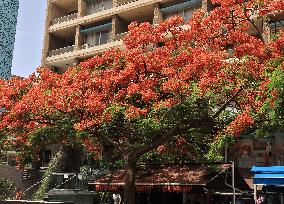 LEBANON-BEIRUT-ROYAL POINCIANA-BLOSSOMS