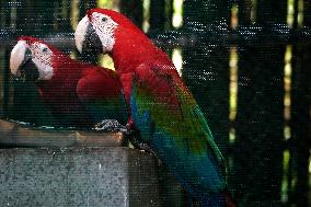 Pair Of Green-Winged Macaws Eating - India