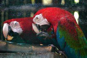 Pair Of Green-Winged Macaws Eating - India