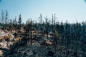 Wildfires Burning - Quebec